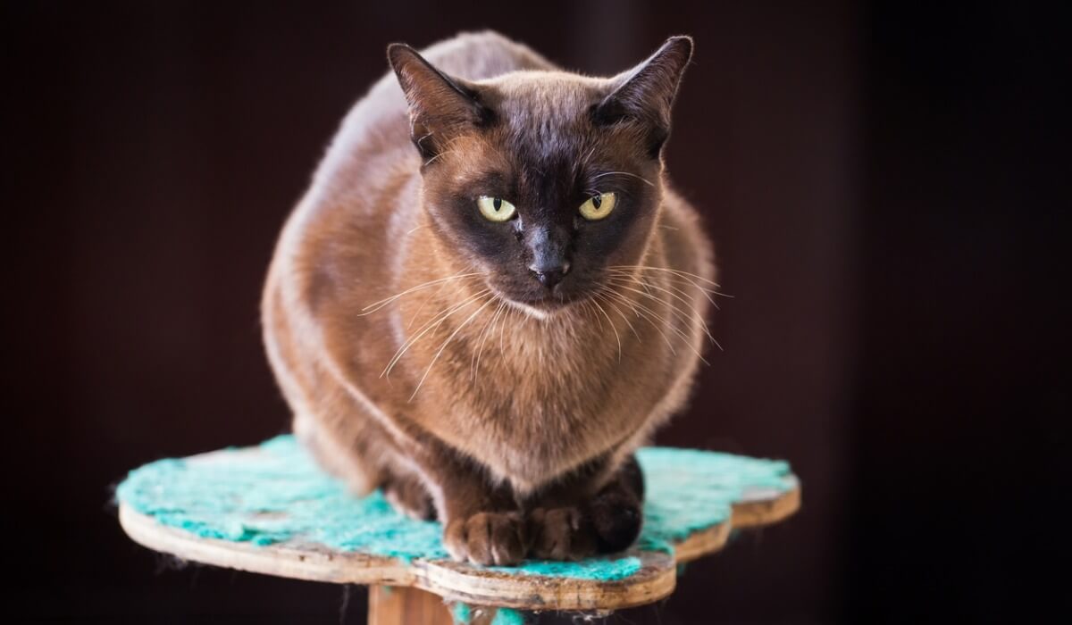 Un gato burmés sentado.