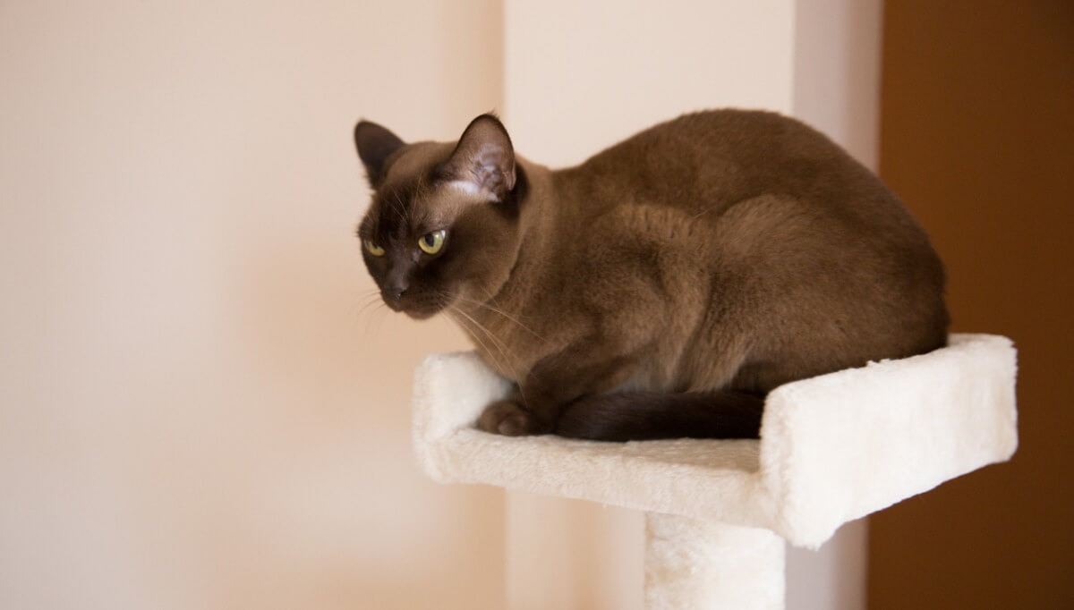 Un gato burmés subido a una torre.
