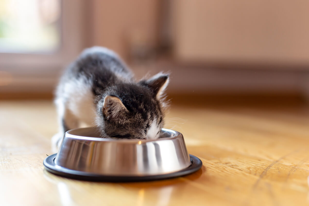 A cat eating from its bowl.