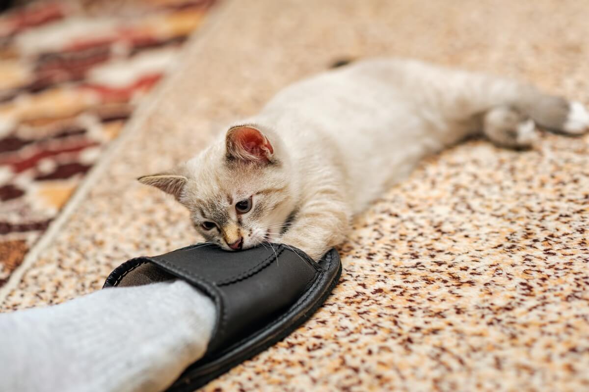 Un gato pequeño muerde el pie de su tutor.