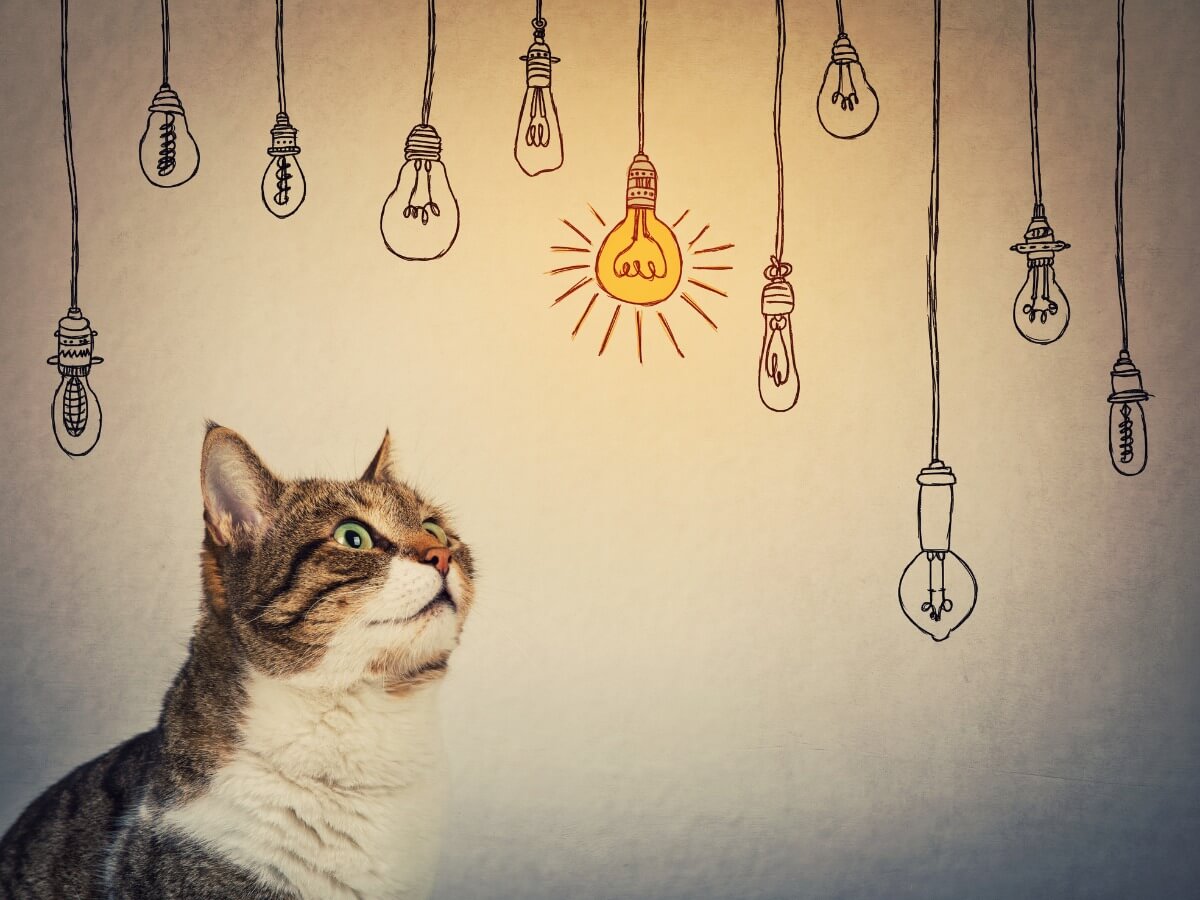 Hay muchos valores que puedes aprender de los animales.