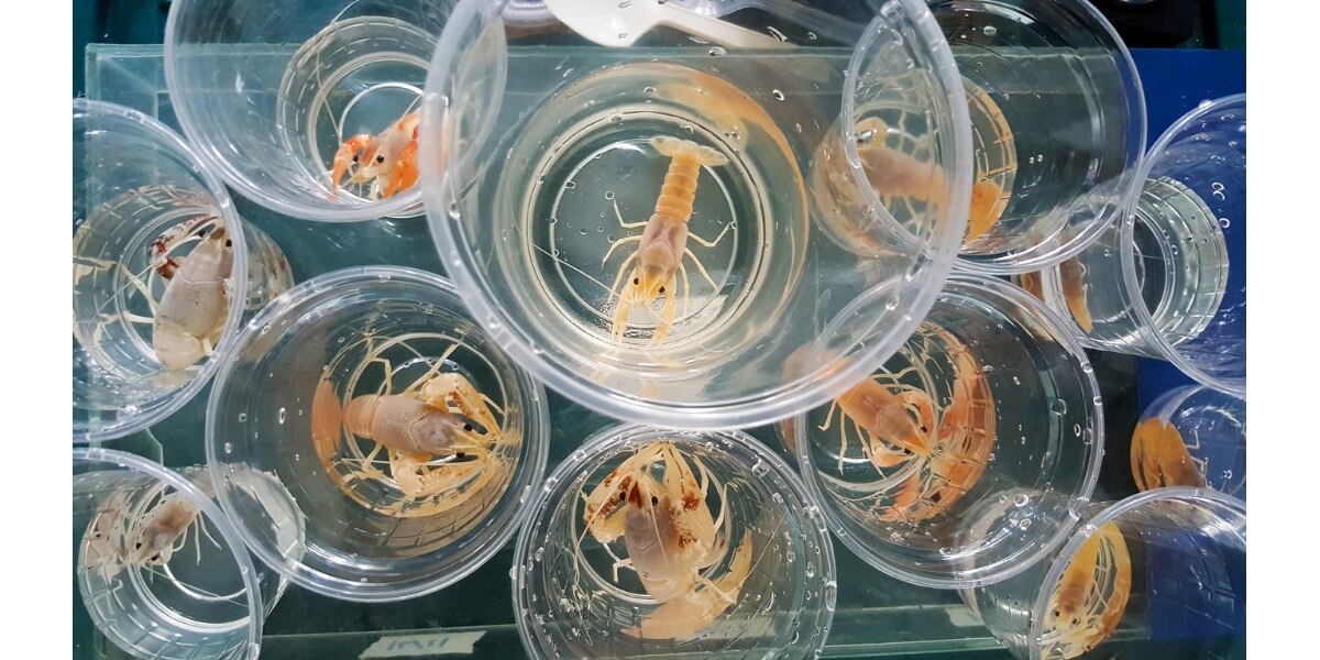 Un gruppo di granchi mutanti.