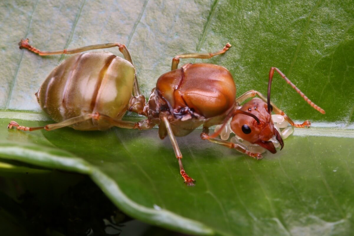 Les fourmis sont des animaux qui vivent dans des terriers.