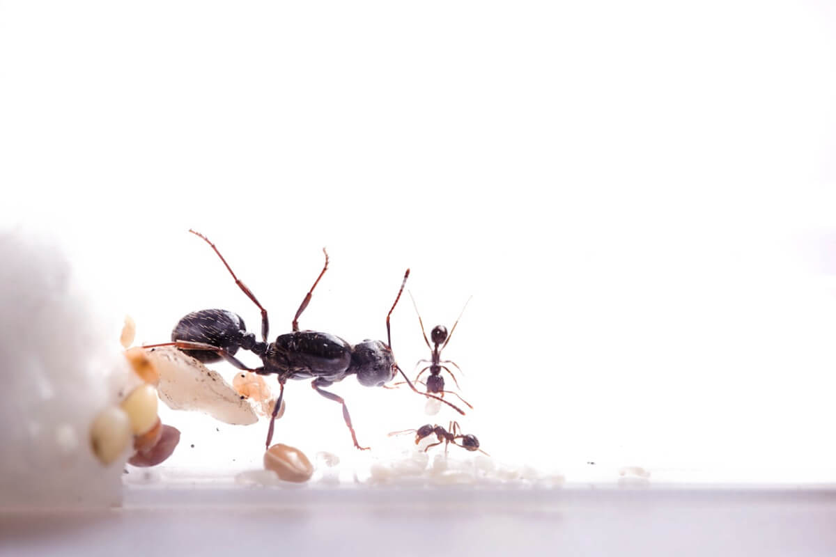 Las hormigas se comunican.