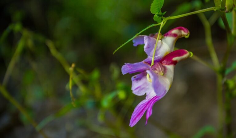 6 flores que parecen animales