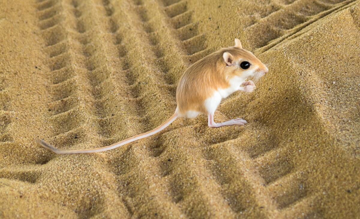Uno de los animales más pequeños del mundo.