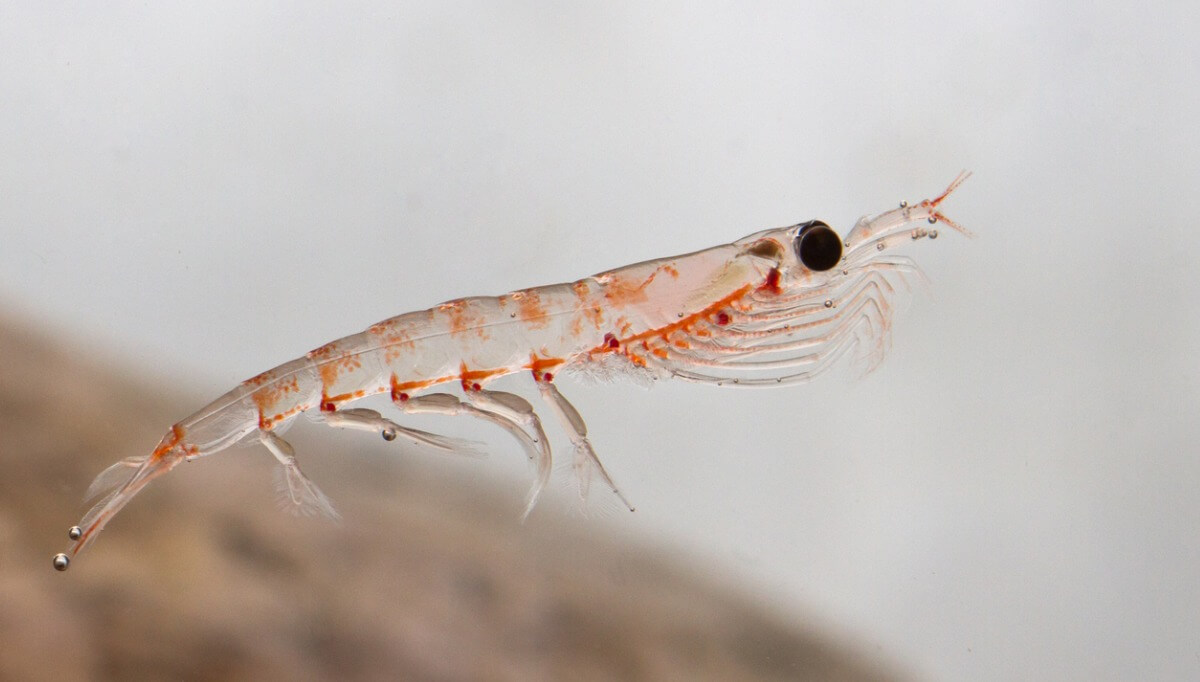 El krill es de la antártida.