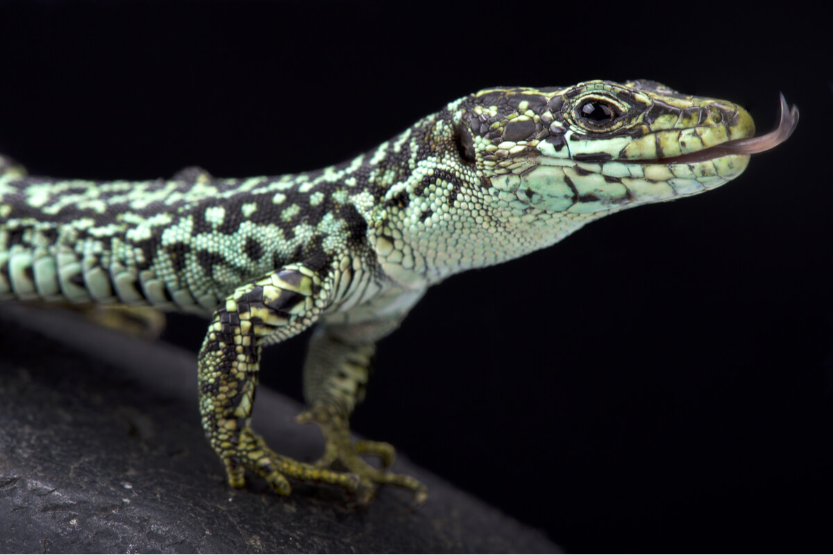 Le lézard dossier est l'un des animaux menacés d'extinction en Europe.