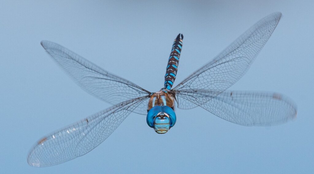 Una libélula al vuelo.