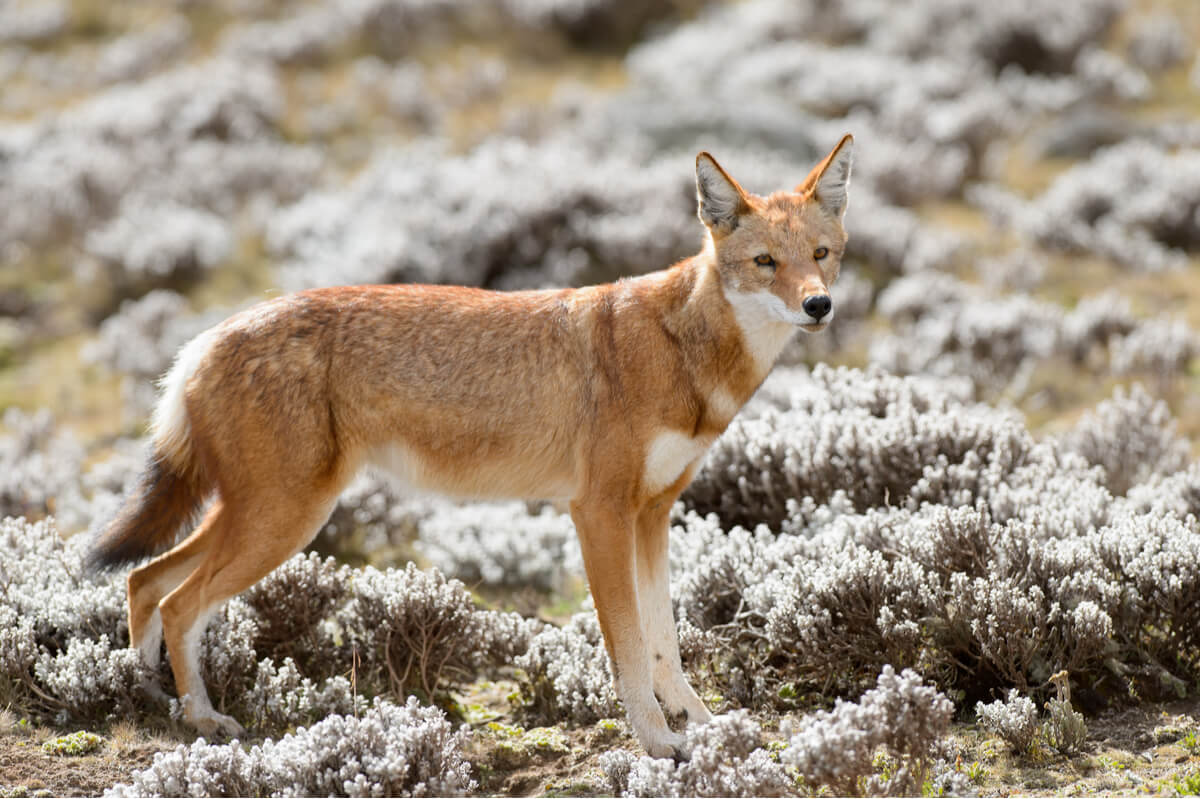 Un lobo rojo etíope.