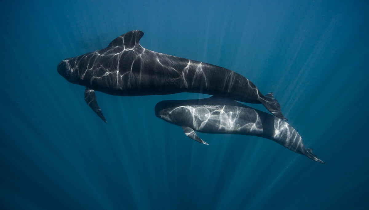 One of the best mothers in the animal kingdom.