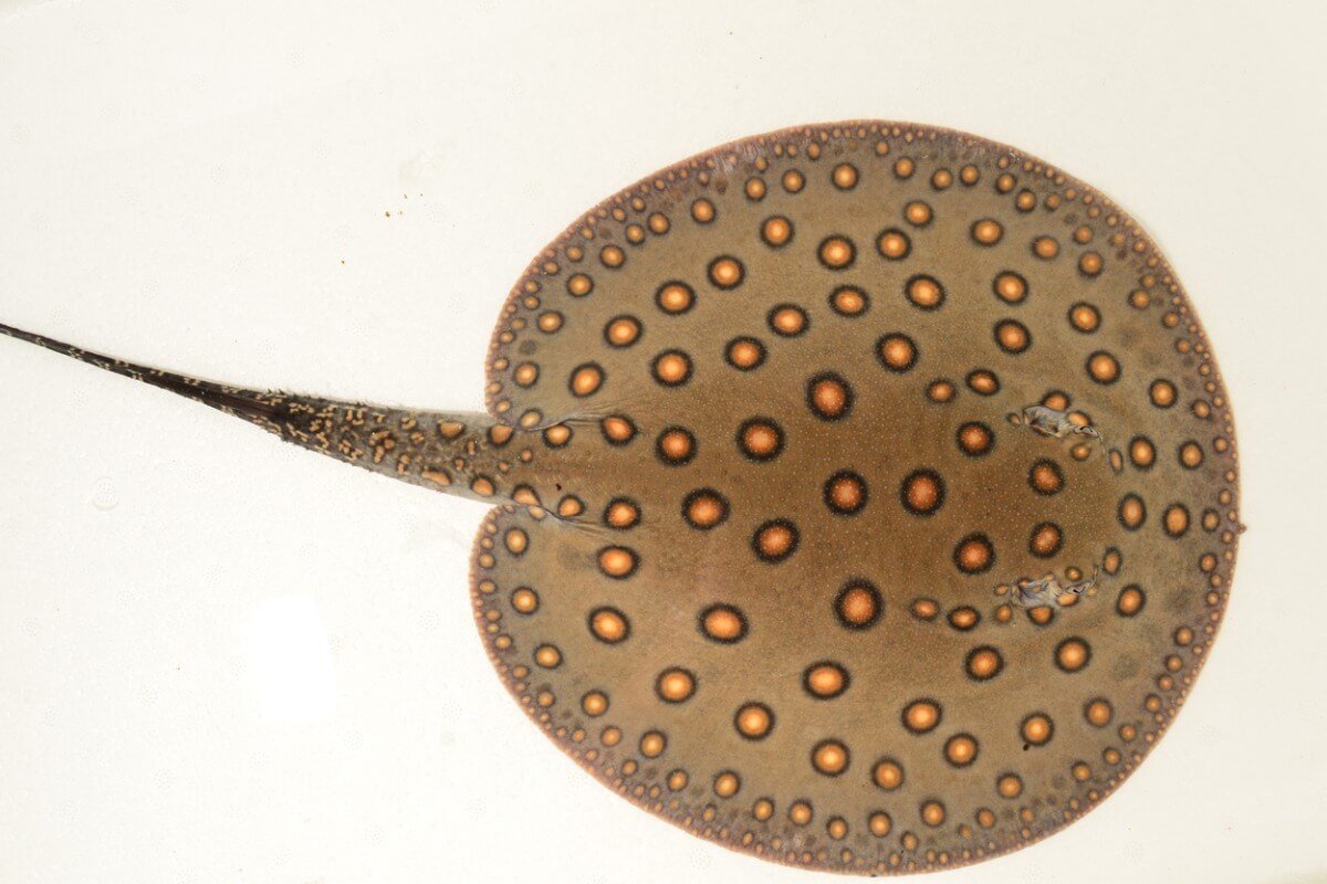 Una mantarraya gigante de agua dulce.