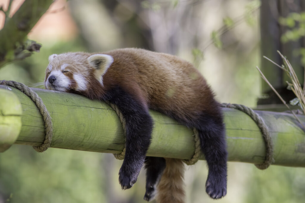 Animales que duermen de pie: ¿cómo lo hacen?