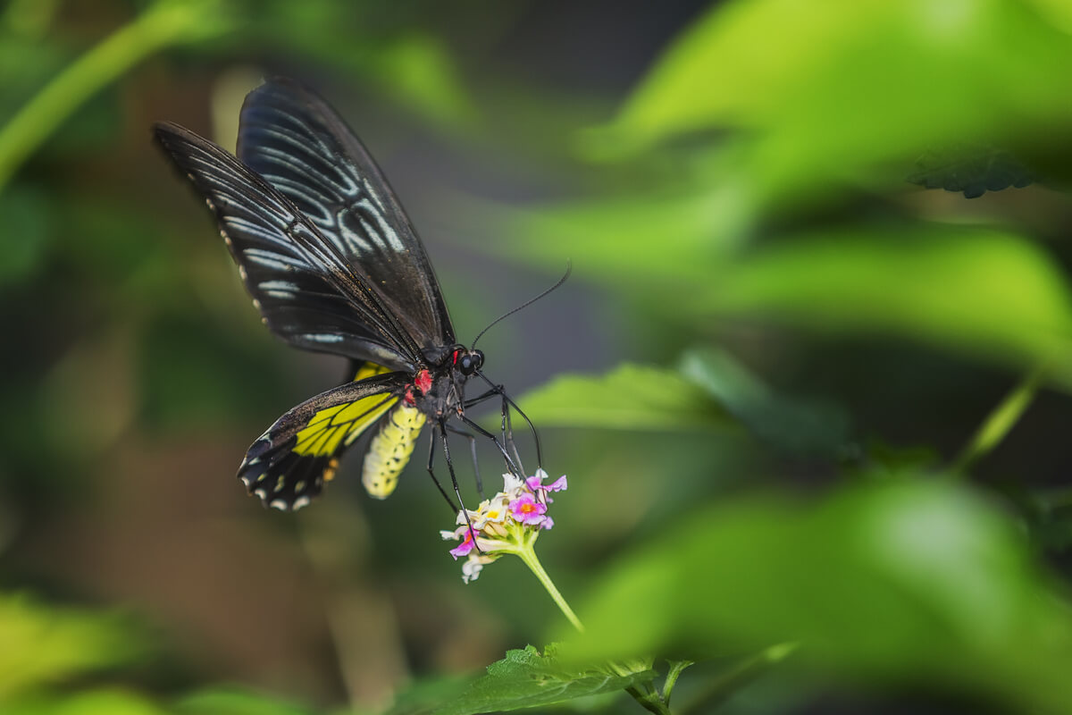 En sommerfugl er et av de pollinerende dyrene.