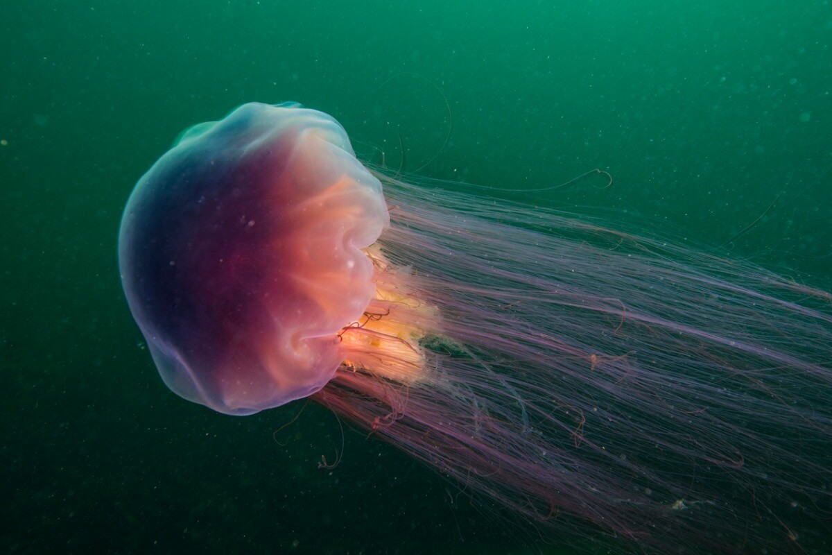 Lion's mane jellyfish.