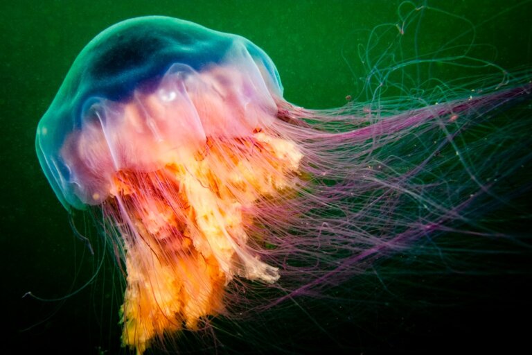 Las 6 medusas más grandes del mundo