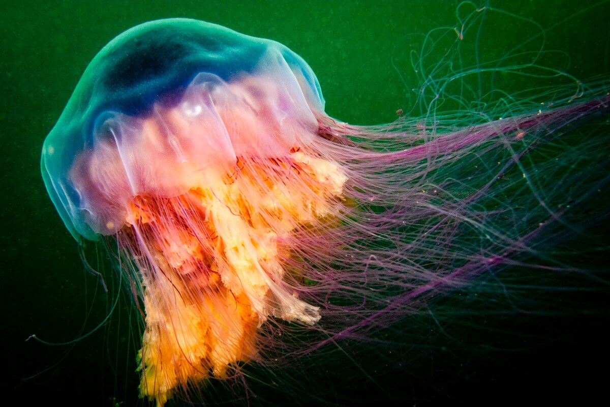 Una de las medusas más venenosas del mundo.