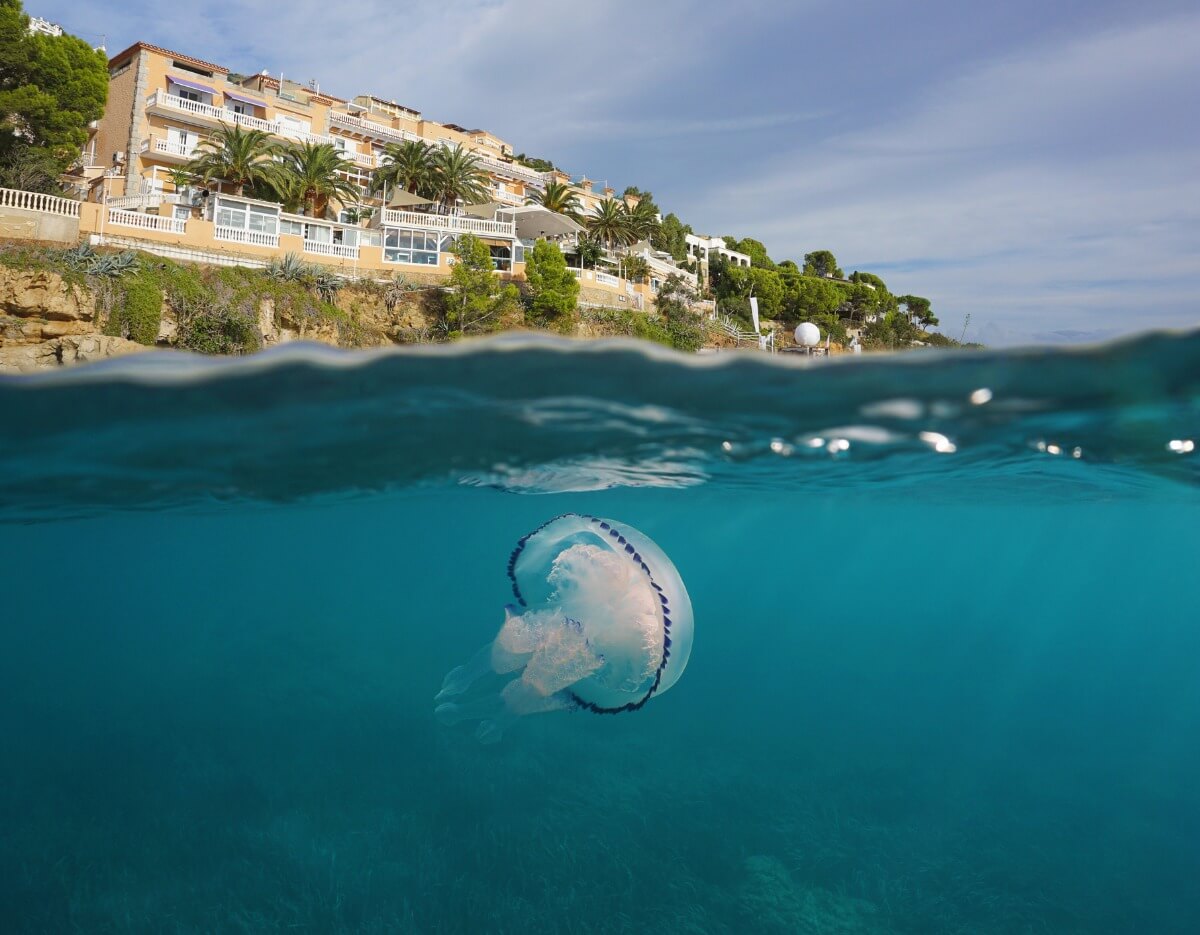 Una medusa en la playa de un hotel.