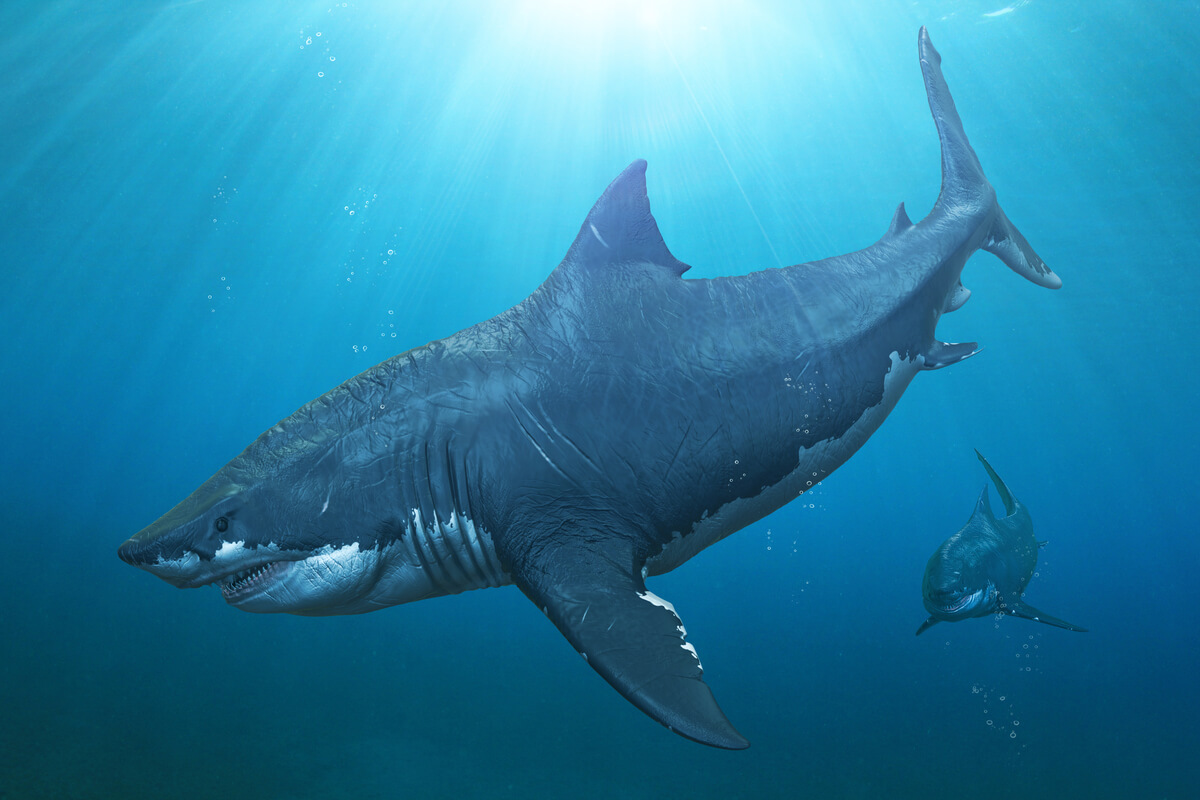 Megalodon extinction could be due to white sharks.