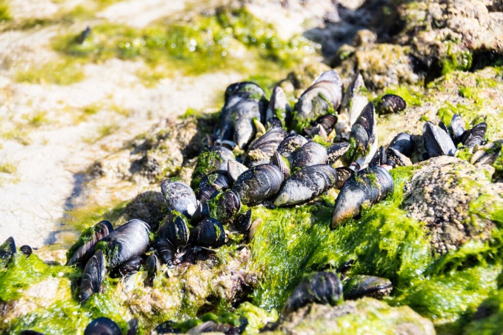 Un grupo de mejillones bajo el agua.