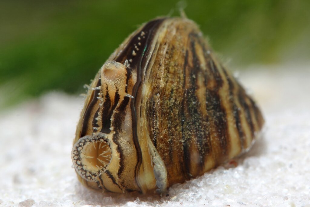 Mejillón cebra: características de una especie invasora