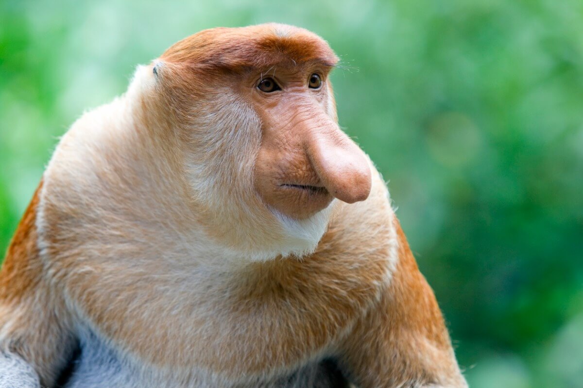 Uno de los animales más feos del mundo.