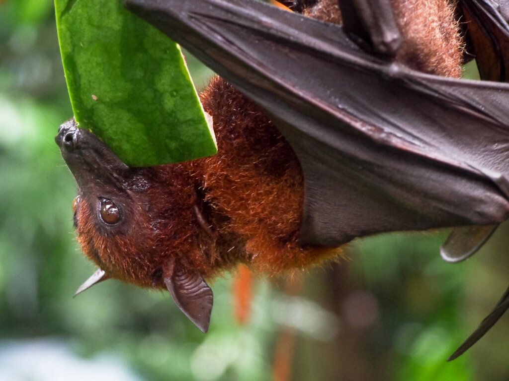 Los zorros voladores son animales que solo comen fruta.