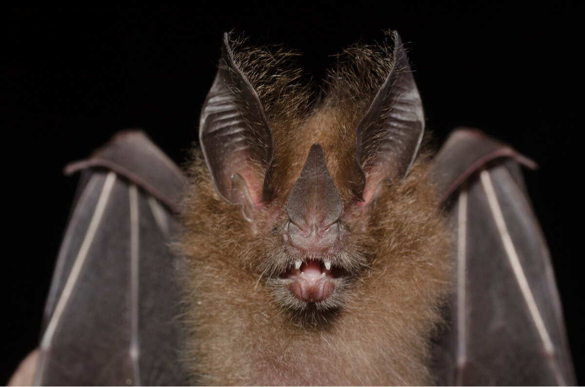 La communication entre les animaux peut être très variée.