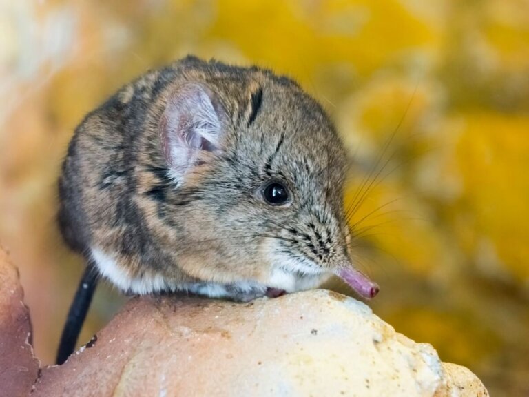 Musarañas elefante: todo lo que debes saber