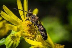 5 curiosidades de las abejas gigantes