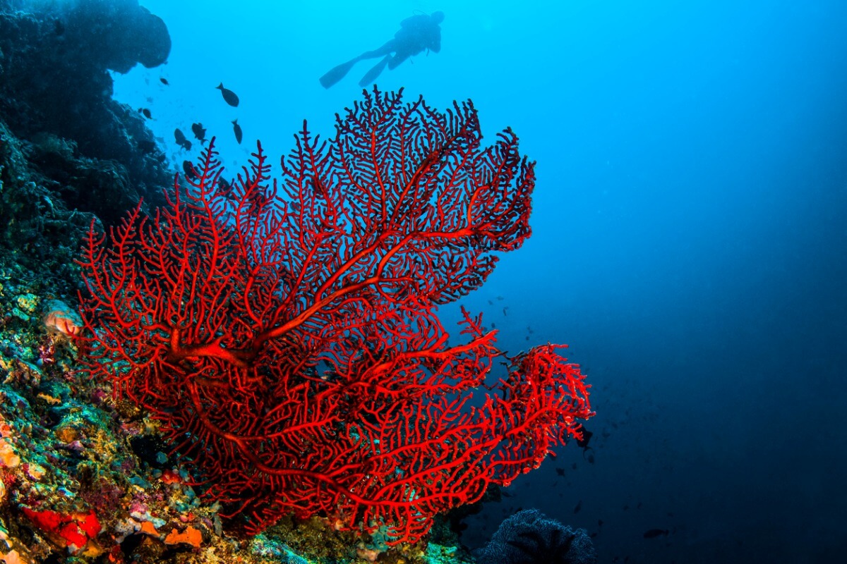 Existen nuevas especies de peces en los arrecifes de coral.