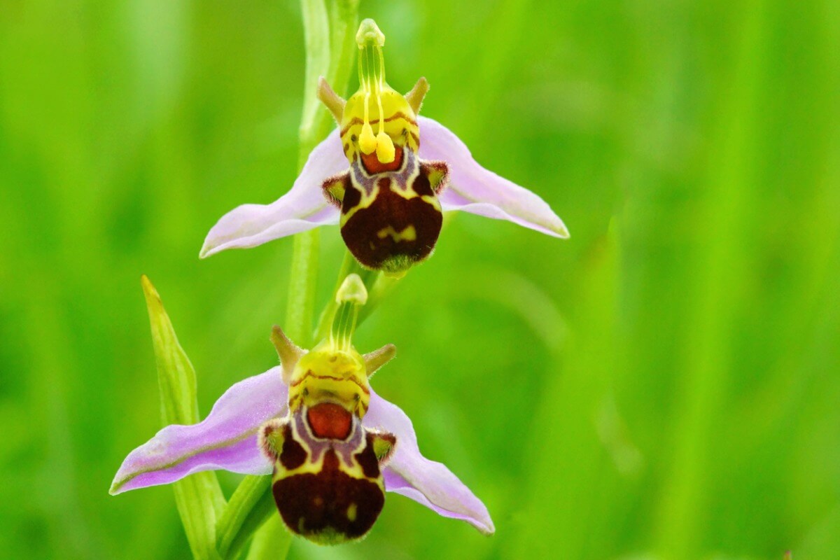 Una de las flores que parecen animales.