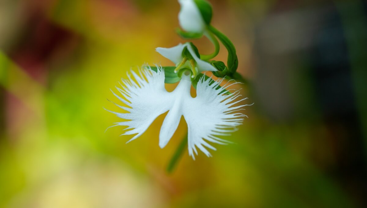 La orquídea garza es una de las flores que parecen animales,