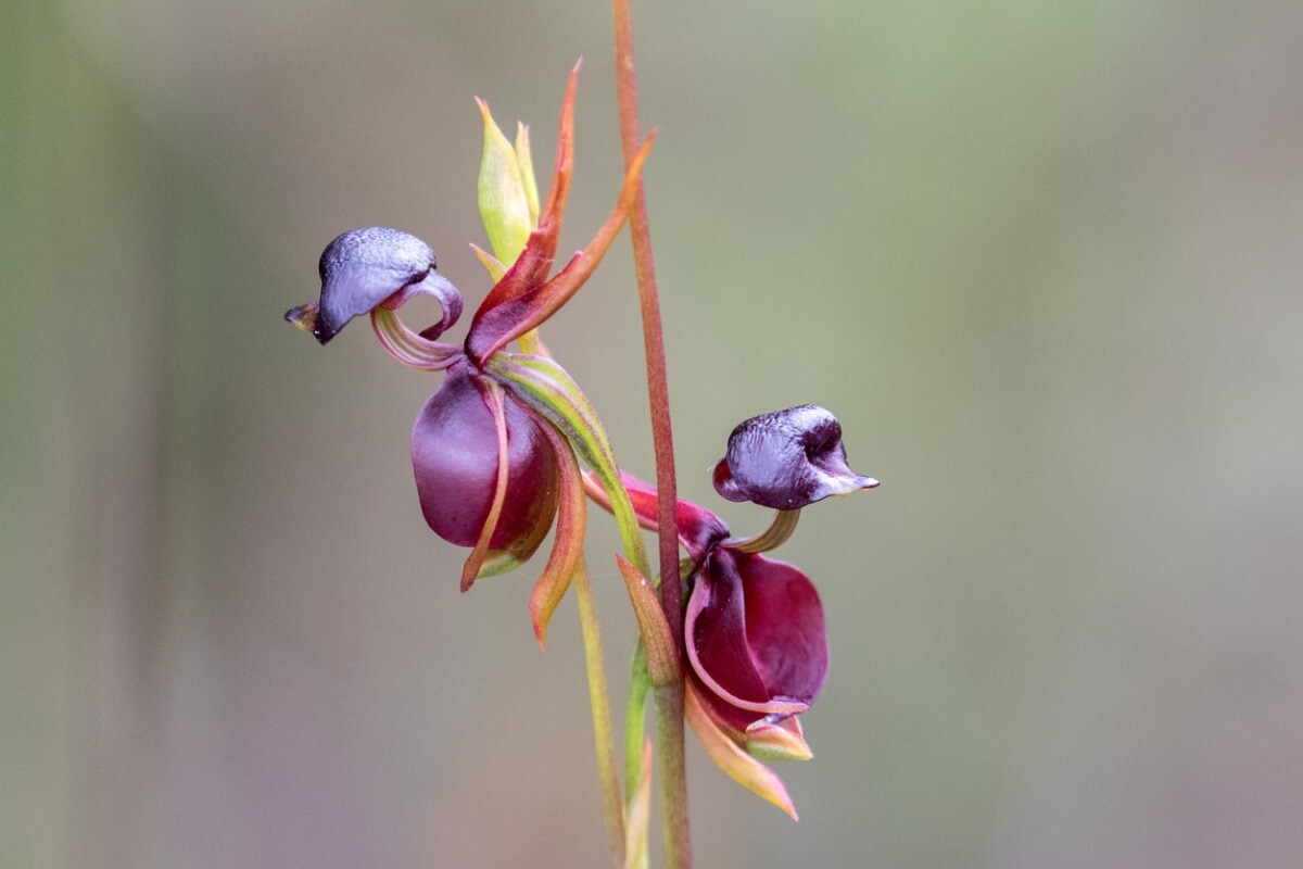 Una orquídea pato.