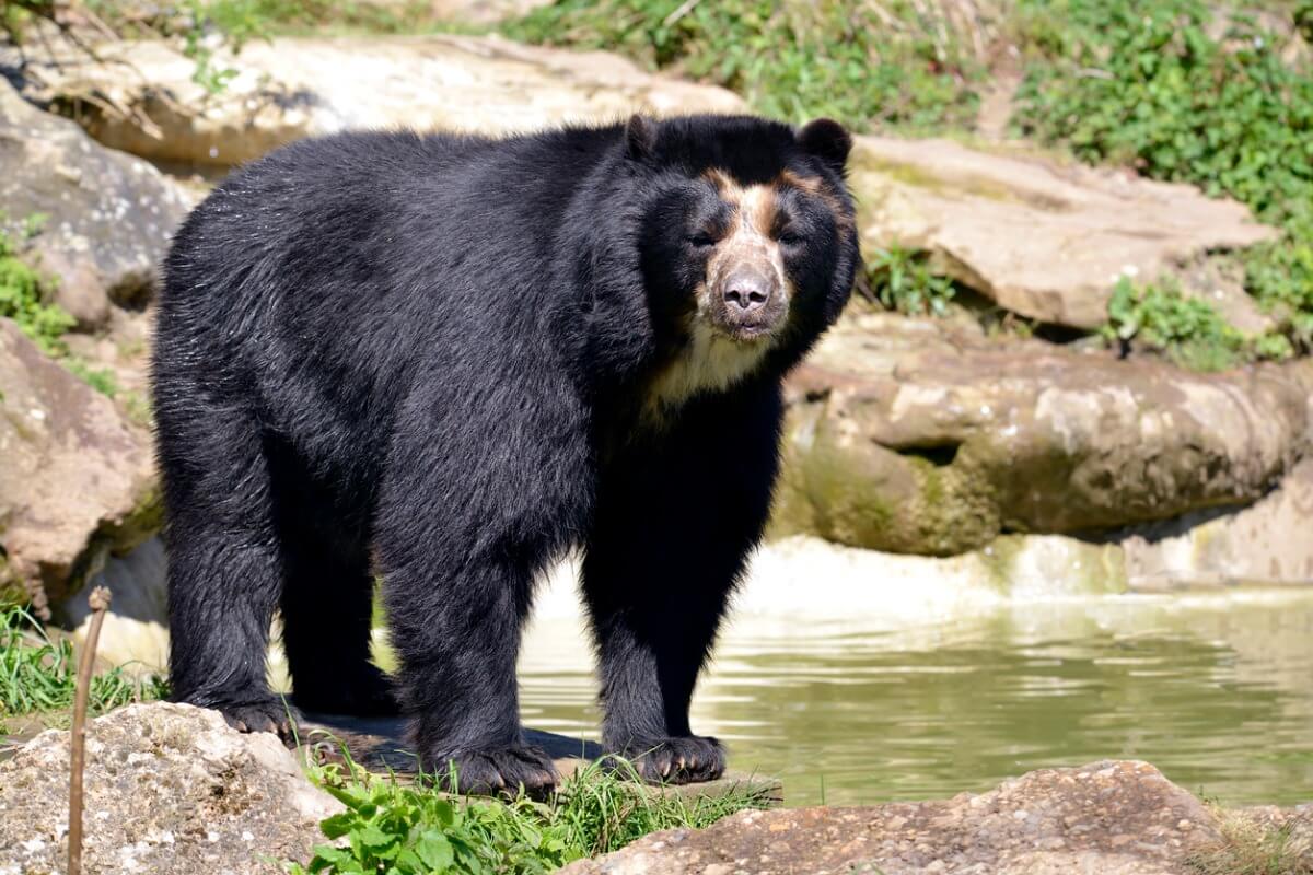 Uno de los animales en peligro de extinción de Ecuador.