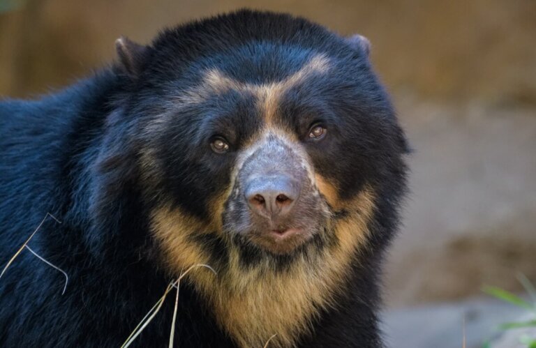 8 animales en peligro de extinción en Ecuador