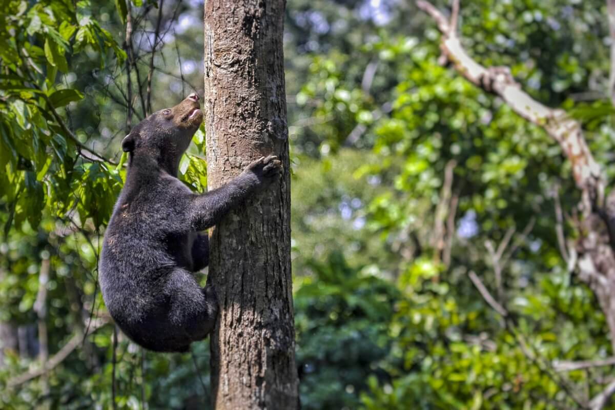 Un oso malayo trepando un árbol.