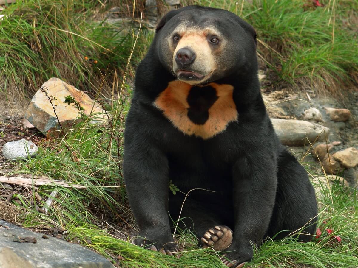 La cara de un oso malayo.