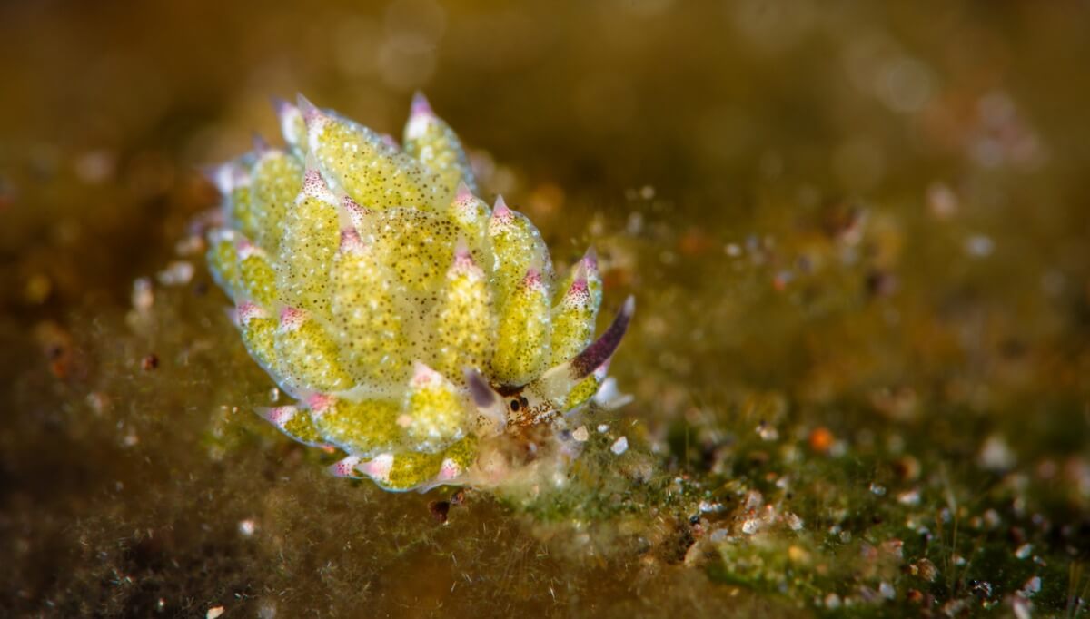 Una oveja de mar.