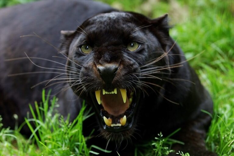 6 animales con melanismo