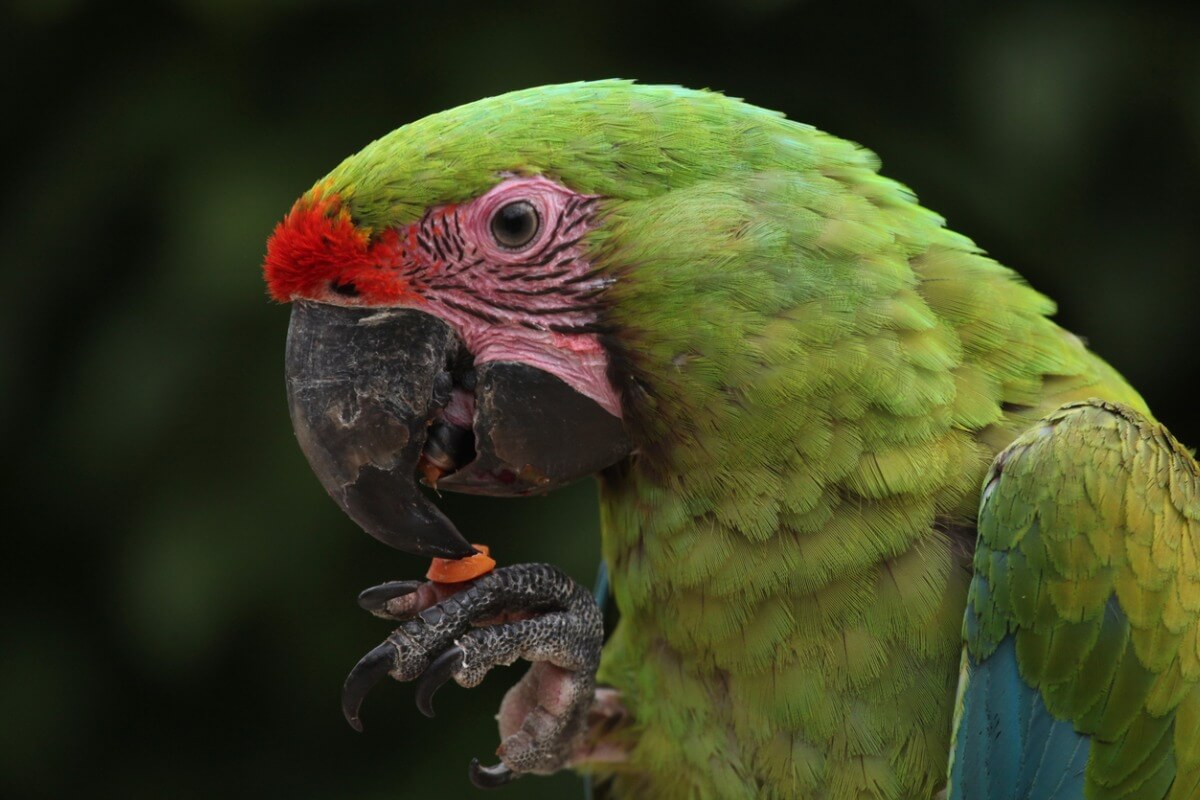 Otro de los animales en peligro de extinción de Ecuador.