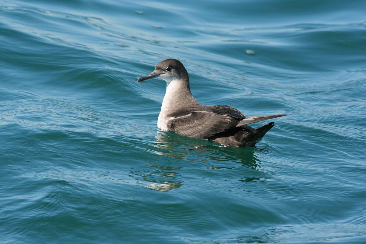 Un puffin des Baléares dans l'eau.