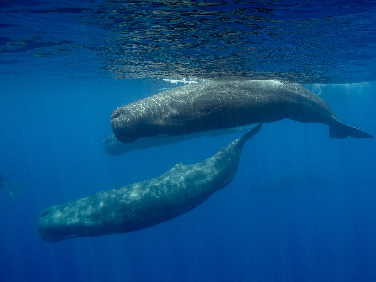 A pair of sperm whales.