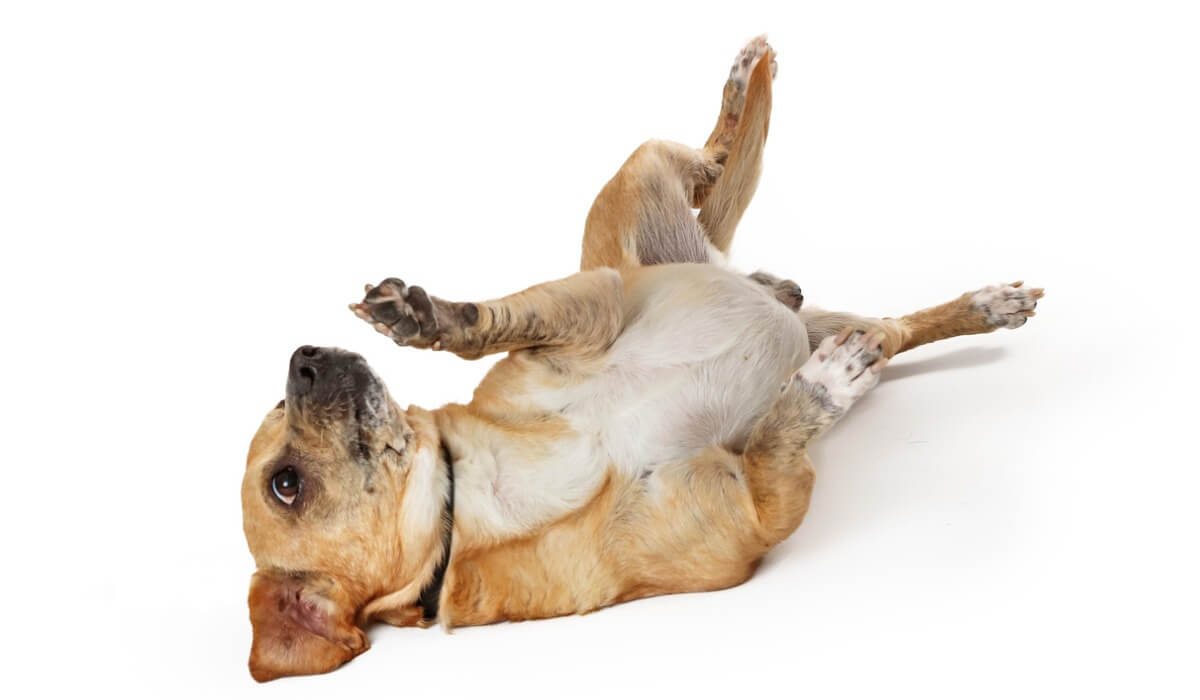 Un perro enseñando la barriga.