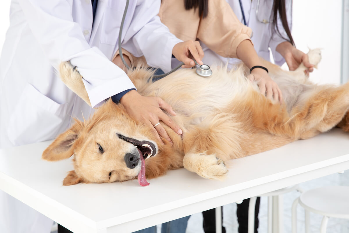 Los perros engordan después de ser esterilizados.