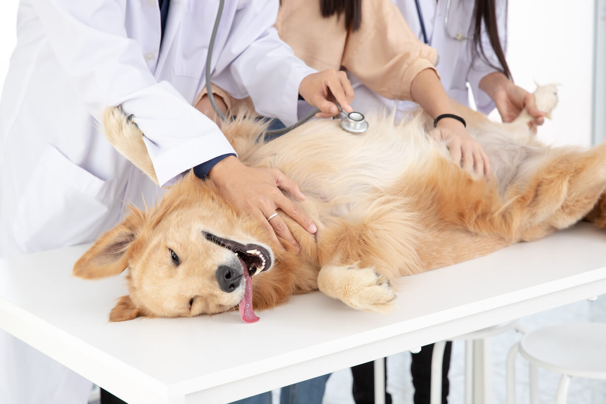 Kısırlaştırılacak bir köpek.