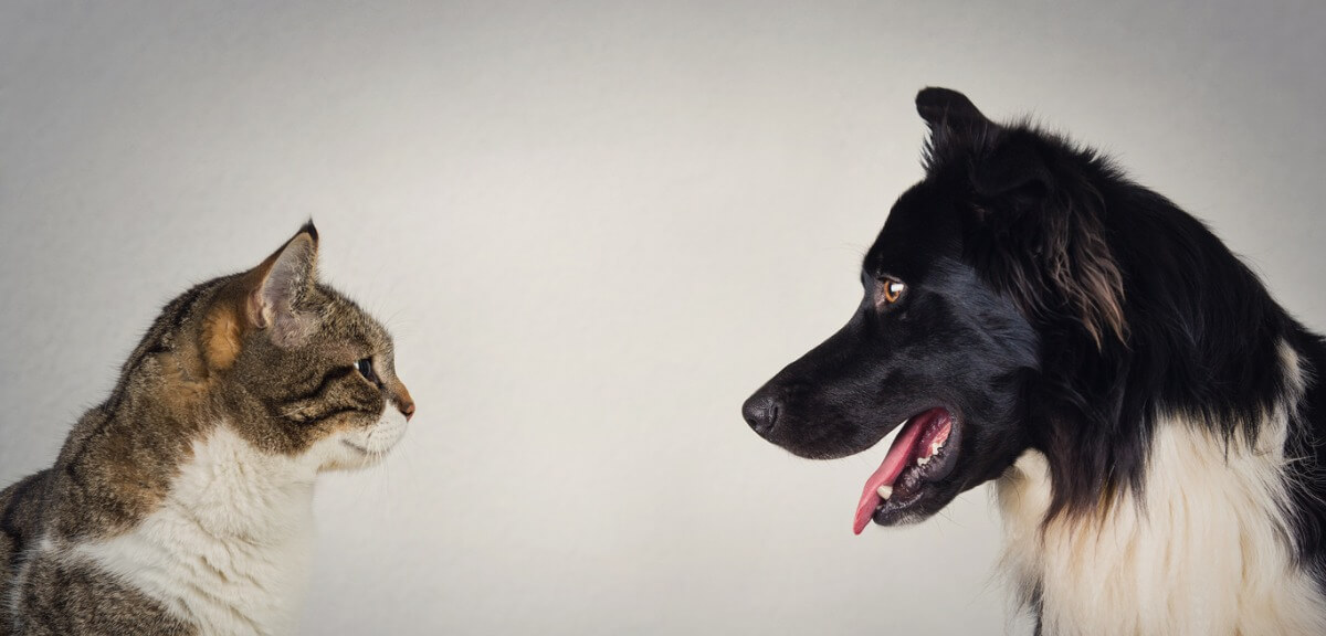 Un perro y un gato se miran a los ojos.