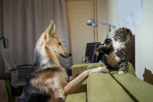 ¿Por qué se pelean los perros y los gatos?