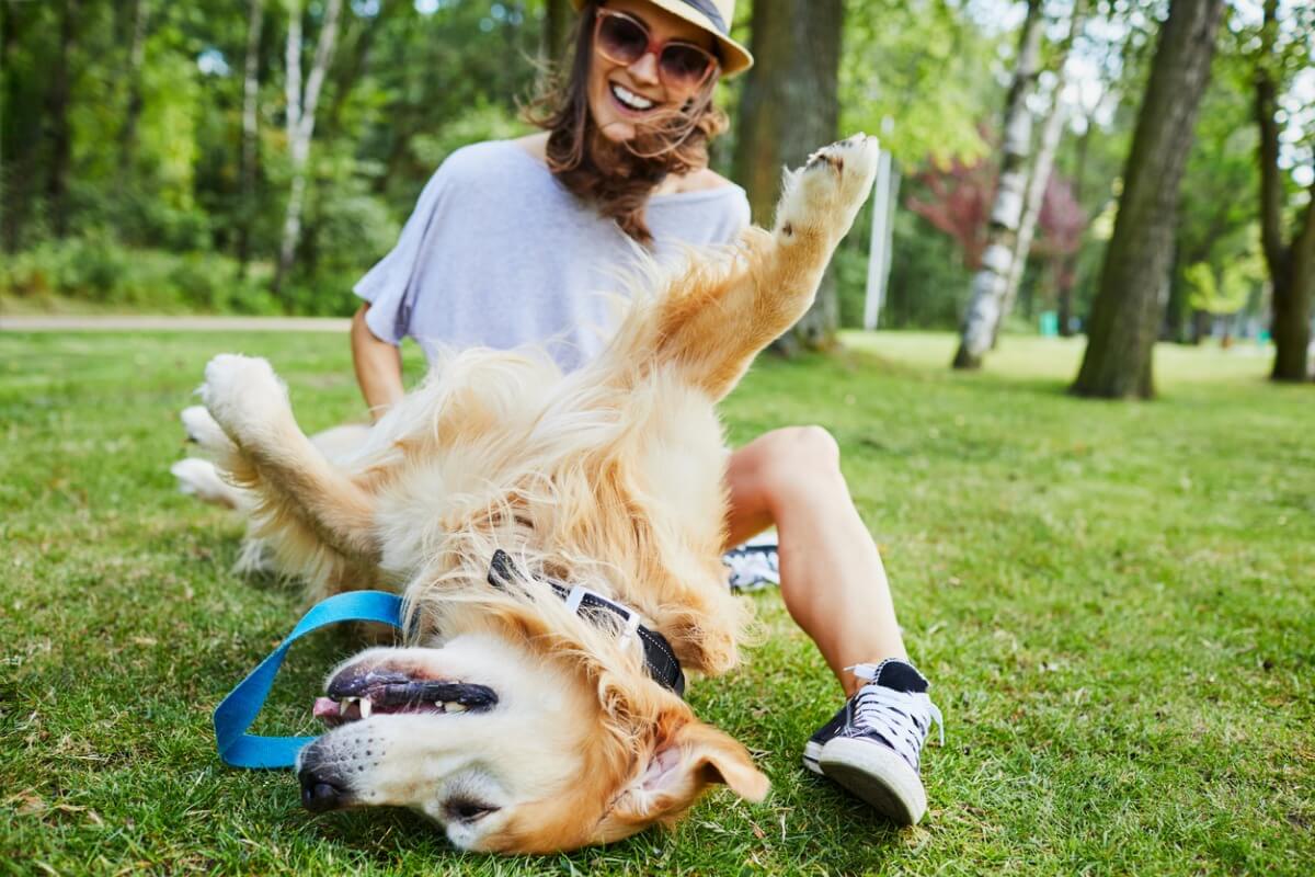 Why do dogs like to have their bellies scratched?