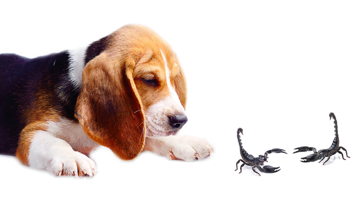 A dog and two scorpions dancing.